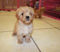 Special Miniature Goldendoodle Puppies For Sale In Atlanta, Georgia. Mix of Golden Retriever and Poodle