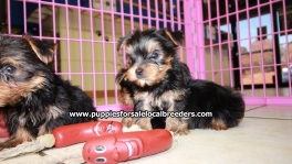Teacup Toy Yorkie Puppies For Sale near Peachtree Corners, Ga