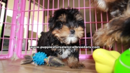 Teacup Toy Yorkie Puppies For Sale near Roswell, Ga