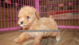 Beautiful Red Toy Poodle puppies for sale near Atlanta, Beautiful Red Toy Poodle puppies for sale in Ga, Beautiful Red Toy Poodle puppies for sale in Georgia