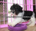 Party Color Miniature Schnauzer puppies for sale near Atlanta, Party Color Miniature Schnauzer puppies for sale in Ga, Party Color Miniature Schnauzer puppies for sale in Georgia