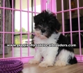 Party Color Miniature Schnauzer puppies for sale near Atlanta, Party Color Miniature Schnauzer puppies for sale in Ga, Party Color Miniature Schnauzer puppies for sale in Georgia