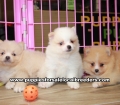 Precious Pomeranian Puppies For Sale, Georgia Local Breeders, Gwinnett County, Ga