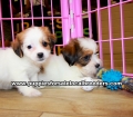 Pretty Yorkie Tzu Puppies For Sale, Georgia, Local Breeders, Gwinnett County, Georgia, Atlanta, Ga,