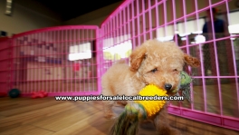 Apricot Toy Poodle puppies for sale near Atlanta, Apricot Toy Poodle puppies for sale in Ga, Apricot Toy Poodle puppies for sale in Georgia