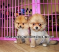 Red and Cream Pomeranian puppies for sale near Atlanta, Red and Cream Pomeranian puppies for sale in Ga, Red and Cream Pomeranian puppies for sale in Georgia