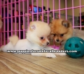 Red and Cream Pomeranian Puppies For Sale, Georgia Local Breeders, Gwinnett County, Ga