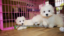 Teacup Maltese Puppies For Sale Georgia, Local Breeders, Gwinnett County, Georgia, Atlanta, Ga