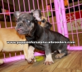 Blue and Tan French Bulldog Puppies For Sale, Georgia Local Breeders, Gwinnett County, Ga