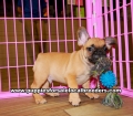 Fawn French Bulldog puppies for sale near Atlanta, Fawn French Bulldog puppies for sale in Ga, Fawn French Bulldog puppies for sale in Georgia