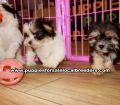 Small Morkie Puppies For Sale, Georgia, Local Breeders, Gwinnett County, Georgia, Atlanta, Ga,