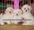 Maltese Puppies For Sale Georgia