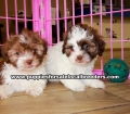 Chocolate and White Shih Poo Puppies For Sale Georgia