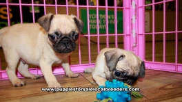Fawn Pug Puppies For Sale Georgia