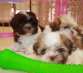 Adorable Imperial, Shih Tzu Puppies For Sale near Atlanta Ga