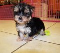 Unique TeaCup Morkie Puppies For Sale in Ga