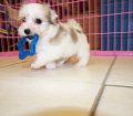 Unique White & Brown, Coton De Tulear Puppies For Sale In Ga
