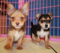 Cute Chorkie Puppies For Sale in Georgia