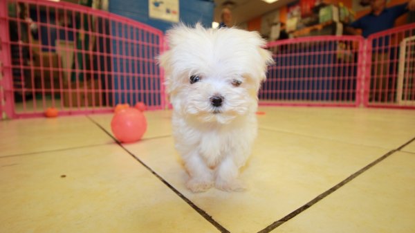 toy maltese puppies for sale in georgia