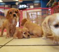 Adorable Cavatese Puppies For Sale in Georgia