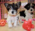 Adorable Schnorkie Puppies for sale in Ga Georgia near Atlanta