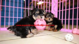 Teacup Toy Yorkie Puppies For Sale near Newnan, Ga