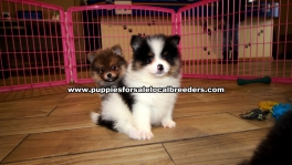 Small Pomeranian Puppies for sale Ga