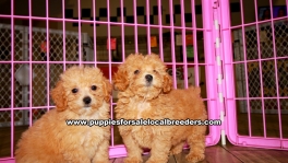 Poodle Puppies for sale Atlanta Ga