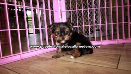 Adorable Yorkie Terrier Puppies for sale Ga