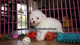 Lovely Bichon Frise Puppies For Sale Georgia