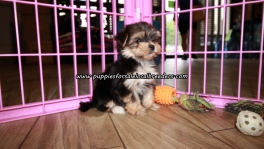 Lovely Morkie Puppies For Sale Georgia