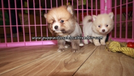 Sweet Pomeranian Puppies For Sale Georgia