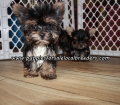 Adorable Yorkie Puppies For Sale Georgia