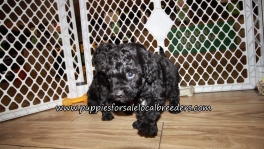 Beautiful Cavapoo Puppies for sale Atlanta Ga