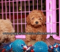 Pretty Poodle Puppies for sale Atlanta Ga