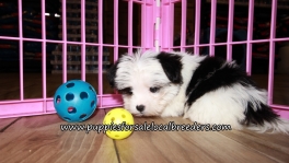 Precious Morkie Puppies for sale Atlanta Georgia