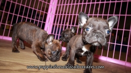 Pretty Frenchton Puppies for sale Atlanta Georgia