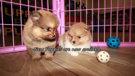 Cute Pomeranian Puppies for sale Atlanta Georgia