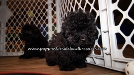 Super Cute Poodle Puppies for sale Atlanta Georgia