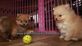 Happy Pomeranian Puppies for sale Atlanta Georgia