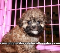Lovable Shihpoo Puppies for sale Atlanta Georgia
