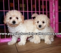 Lovely Bichon Poo Puppies for sale Atlanta Georgia