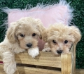 Small Maltipoo Puppies For Sale Georgia Near Atlanta