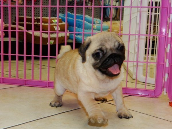 silver fawn pug puppies for sale
