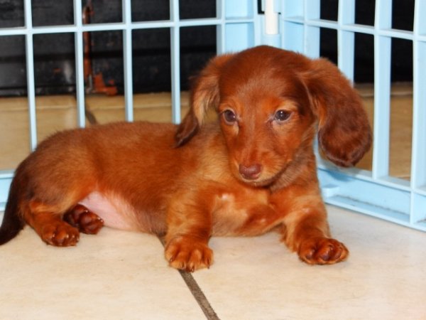 Darling, Miniature Dachshund Puppies For Sale Ga at