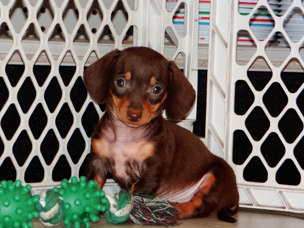 Precious Black & Tan, Miniature Dachshund Puppies For Sale