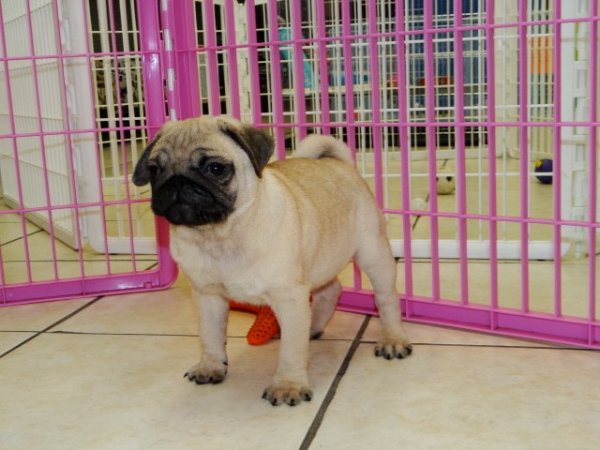 Gorgeous Fawn, Pug Puppies For Sale Near Atlanta, Ga at - Puppies For Sale Local Breeders