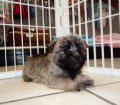 Eye Catching Black, Cairn Terrier Puppies For Sale In Georgia