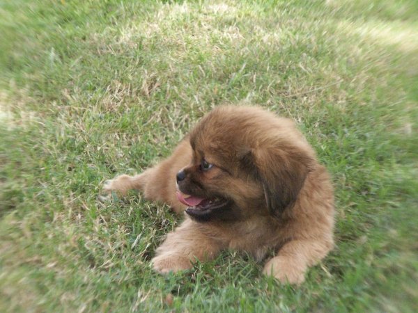 Adorable, Pekingese Puppies For Sale Ga at Puppies For
