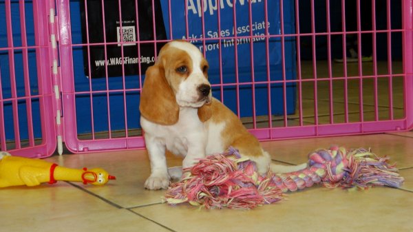 Precious Brown & White, Basset Hound Puppies For Sale In Georgia at - Puppies For Sale Local ...